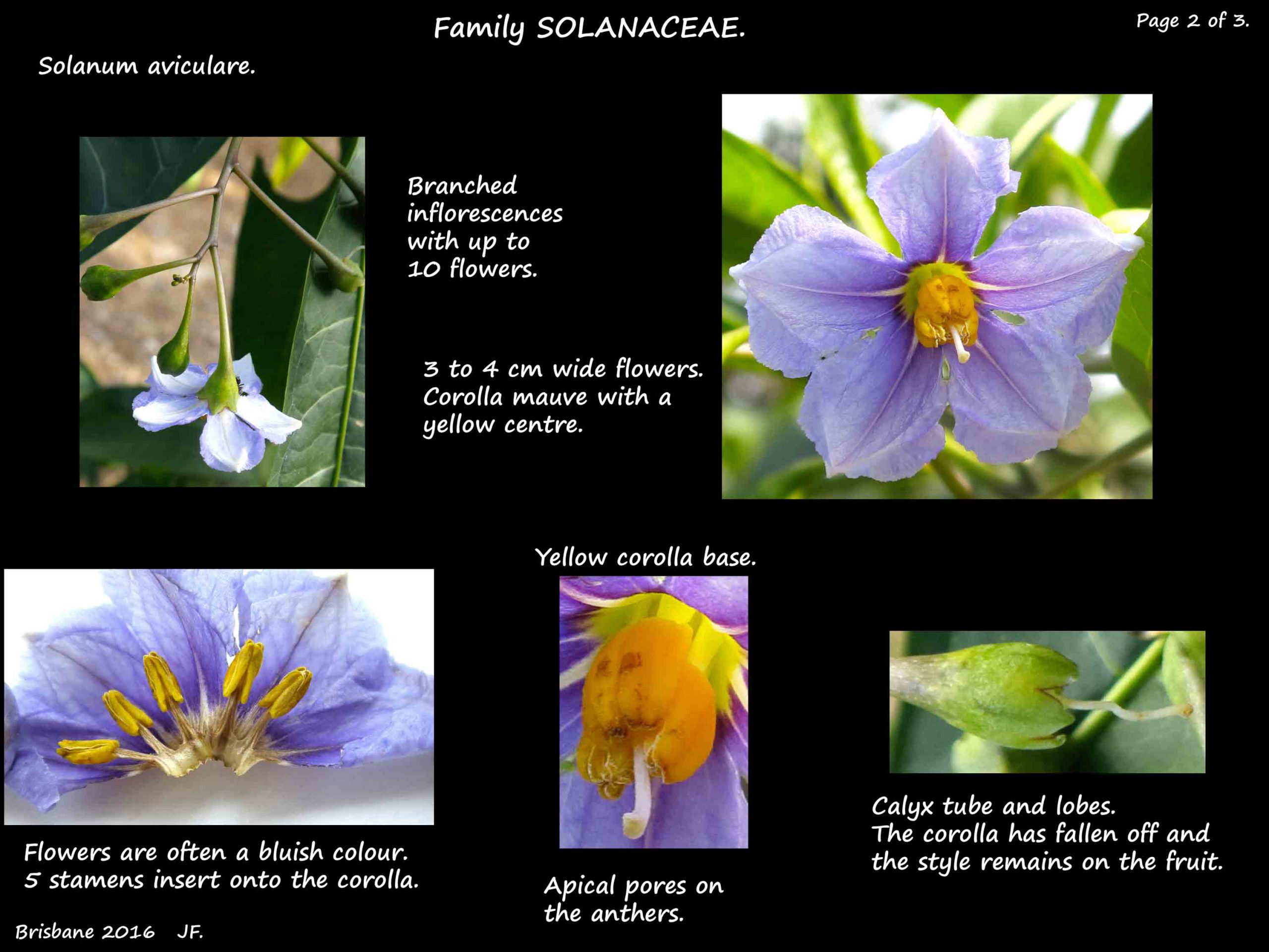 2 Solanum aviculare flowers